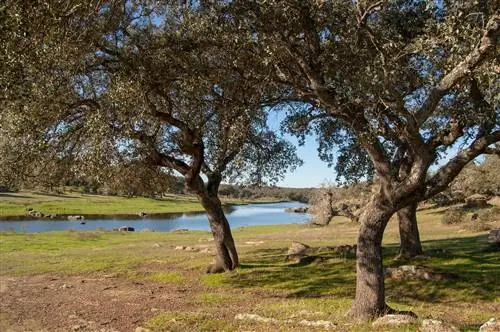 Луг Тамуджи