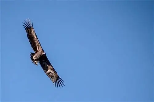 Наблюдение за птицами в Иберийской природе