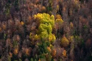 Леса лабати в Уэске