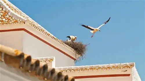 10 гастрономических причин посетить La Siberia Extremadura