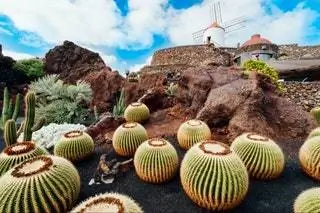 Кактусы на Лансароте
