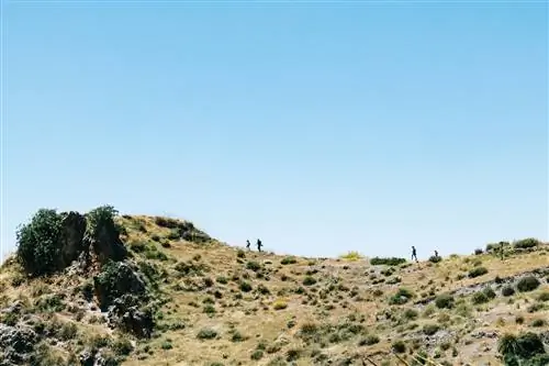 Щенки Моначила