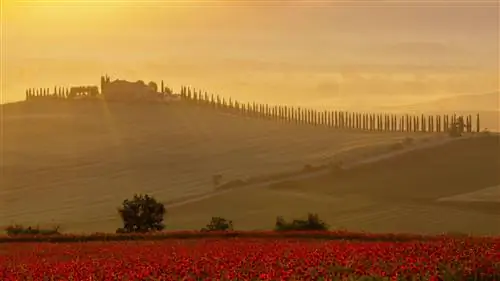 Весенний взрыв: 20 цветущих полей, которые приглашают вас в путешествие