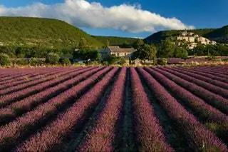 Лаванда в Провансе