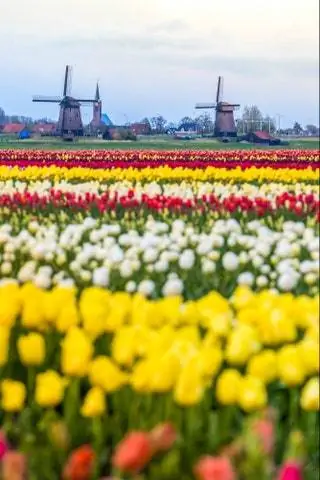 тюльпаны в Голландии