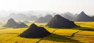 рапс в китае