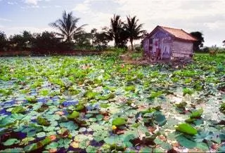 Цветок лотоса во Вьетнаме