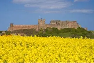 Больше рапса, но британский