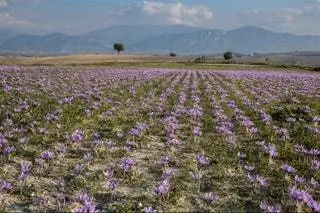 Шафран в Македонии