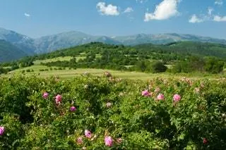 Болгарская роза