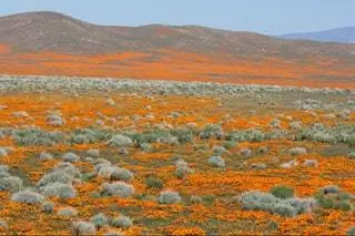 Золотые маки в Калифорнии