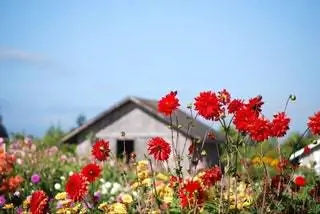 георгины в вашингтоне