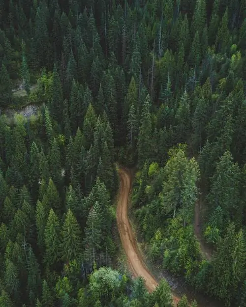лесная баня