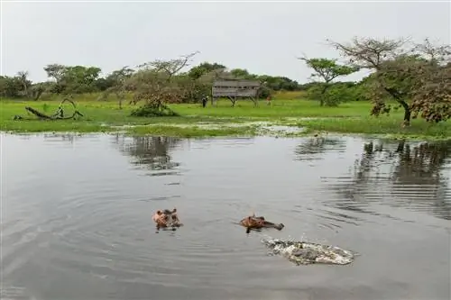 Бегемоты в лагунах Анор.