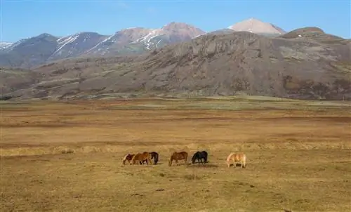 Лошади в национальном парке Тингвеллир.