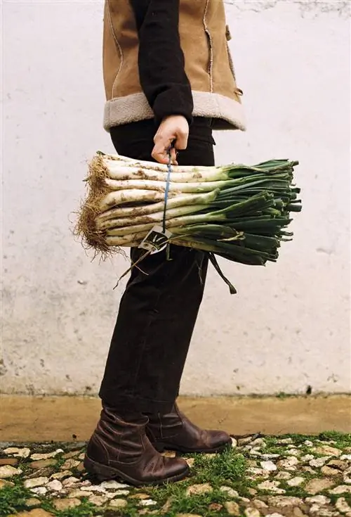 зеленый лук