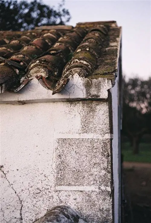 деталь свиньи