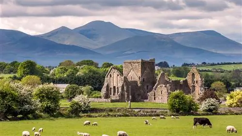 Хорошие веганские шашлыки