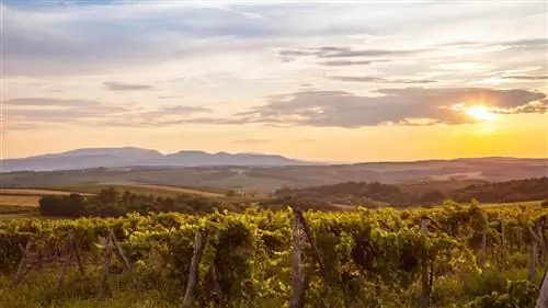 Эгер: потому что венгерским винам есть что сказать