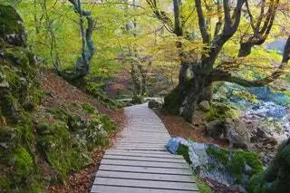 Он был объявлен самым ухоженным лесом в Испании более десяти лет назад, и даже сегодня он продолжает оставаться привилегированным местом в…