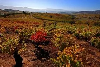 Этот сорт Тосканы из Леона, усеянный виноградниками, фруктовыми садами и фруктовыми деревьями, может похвастаться множеством гарантийных знаков…