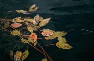 «Какое прекрасное лето. И какая замечательная поездка. Два дня мы путешествовали по его озерам на каноэ у костра».