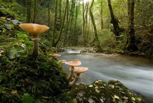 Природный парк Фрагас-ду-Эуме Ла-Корунья Галисия.