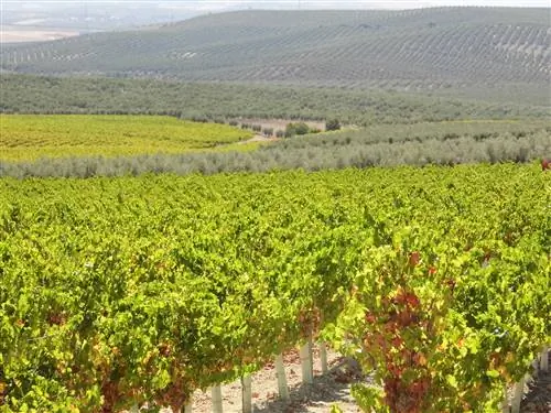 Виноградник в Морилесе.