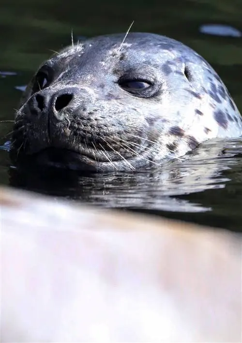 Кеники не слишком любит людей