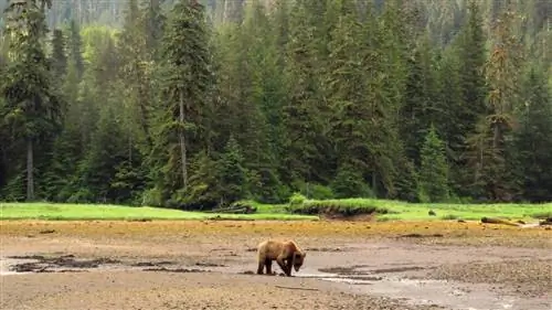 Как в лесу Джеки и Нука