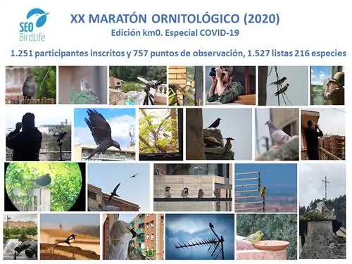 Сцены из орнитологического марафона этого года из дома, организованного SEOBirdLife