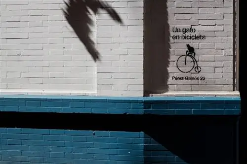 кот на велосипеде