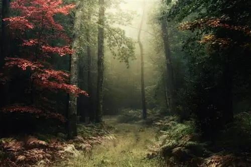 broceliande Лес Пемпон Лес Мерлина
