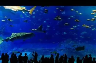 Полюбуйтесь морским миром в Аквариуме Тюруами.