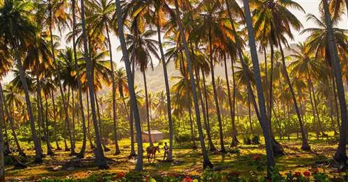 пальмы доминиканская республика