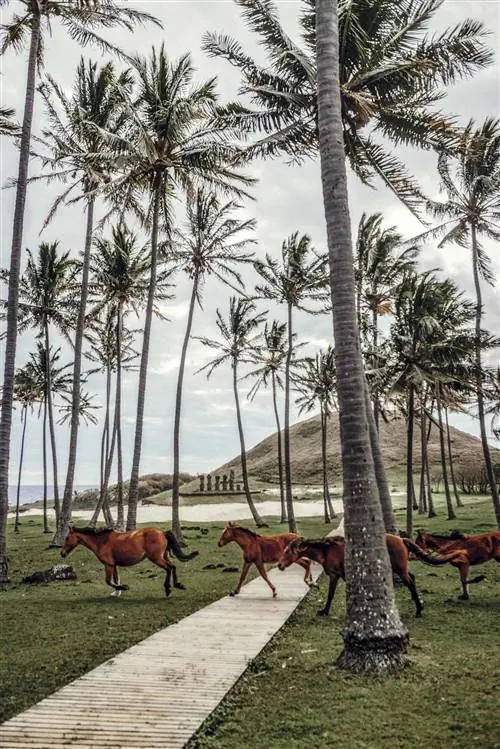Лошади на острове Пасхи на фоне моаи Аху Нау Нау.