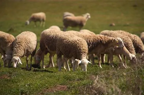 Сыроварня Adiano Cheese Factory, первый сыр ручной работы Manchego с сертификатом защиты животных.