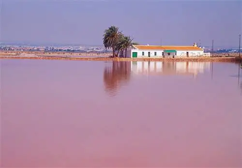 В солончаках Сан-Педро-дель-Пинатар Мурсия.