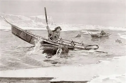 нападение моржа