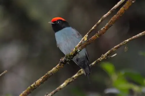 синий танцор