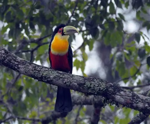 зеленый клюв тукан