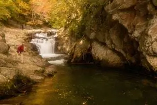 Говоря о королеве лесов, мы могли бы создать обширную палитру осенних красок, полностью посвященную той, кто…