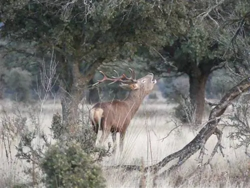 Ревущий олень в полном действии в национальном парке Кабаньерос-Сьюдад-Реаль.
