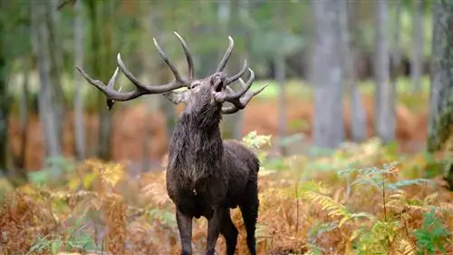 Осенние планы да: рев как повод