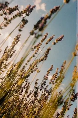 В La Alcarria вы можете посетить лавандовые поля Бриуэги, впечатляющее розовато-лиловое зрелище, аромат которого…