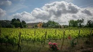 Все способы полюбить виноградник