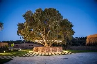 Среда обитания черного аиста