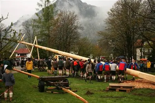 Ствол мая встречает весну в этом районе Баварии