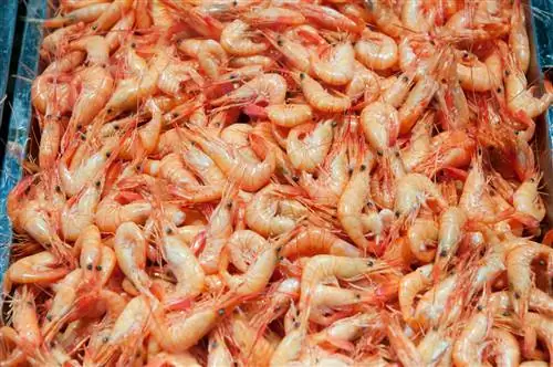 Вареные креветки - это мифическое блюдо, которое ждут все.