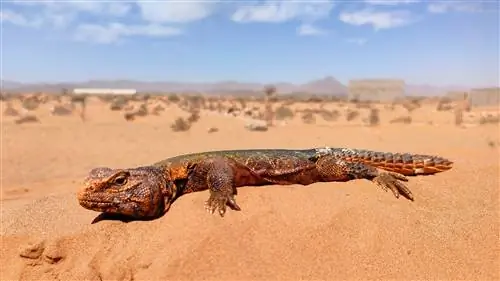 Колючая ящерица Uromastyx nigriventris